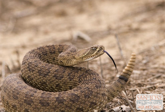 Snake Season Could Be Worse for Californians